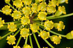 Wild parsnip